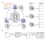 Privacy-preserving integration of multiple institutional data for single-cell type identification with scPrivacy