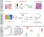 SpaPheno: Linking Spatial Transcriptomics to Clinical Phenotypes with Interpretable Machine Learning