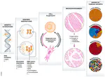 Inference of Genotype-Molecular Phenotype-Clinical Phenotype Associations