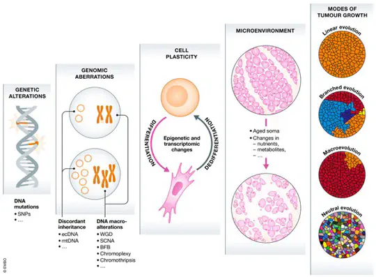 Inference of Genotype-Molecular Phenotype-Clinical Phenotype Associations
