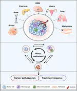 Analysis of the Tumor Microenvironment